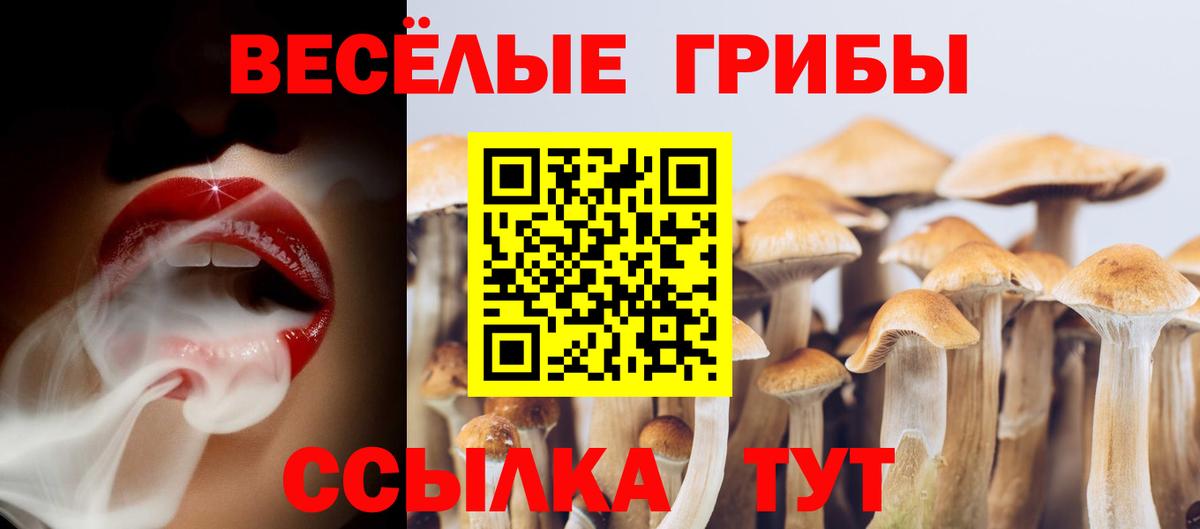 Славгород  где продают   Вход с VPN  Псилоцибиновые грибы GOLDEN TEACHER  Псилоцибиновые грибы Psilocybe 